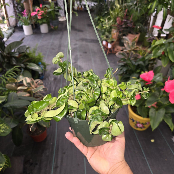 6 inch pot - Hoya Compacta aka Hoya Hindu Rope in Hanging Pot Live Hoya Plant Air-Purifying Plant Hoya Compacta - Get similar as picture