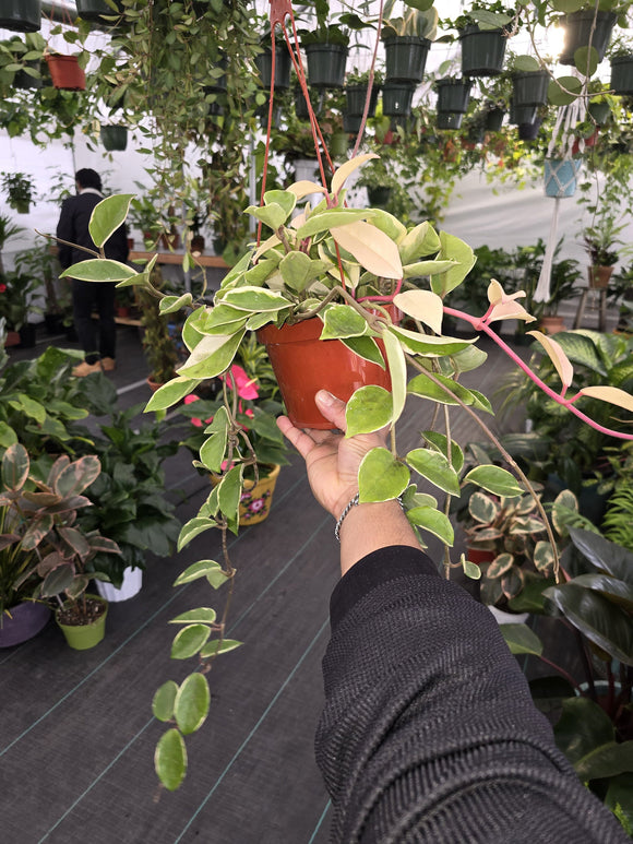 6 inch Pot - Variegated Hoya Tri Color Carsona 