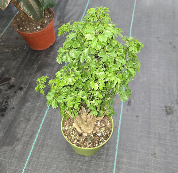 6 inch pot Ming Aralia - 8'