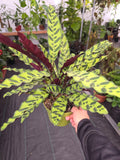 6 inch Pot XL plant - Calathea Rattlesnake Prayer Plant - Easy Care - air Purifier indolr Live Plant Get similar to the picture