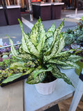 6 inch pot- Live Aglaonema 'First Diamond' Chinese Evergreen - Good luck plant - Easy care indoor - Similar plant to picture