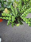 6 inch Pot - XL Big Live plant Sword Live  Calathea Lancifolia,Rattlesnake, Prayer Plant, Rattle snake -  Get similar as picture!