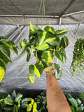 6 inch Pot - XL 5" strings or more Brazil Philodendron - Easy to Grow - Low Light - Get similar to picture!