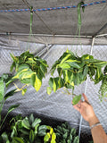 6 inch Pot - XL 5" strings or more Brazil Philodendron - Easy to Grow - Low Light - Get similar to picture!