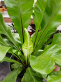 6 inch pot - Asplenium Nidus (Bird nest fern)- big Ferm house plant or outdoor - get similar as picture