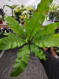 6 inch pot - Asplenium Nidus (Bird nest fern)- big Ferm house plant or outdoor - get similar as picture