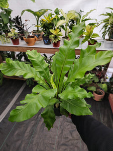 6 inch pot - Asplenium Nidus (Bird nest fern)- big Ferm house plant or outdoor - get similar as picture