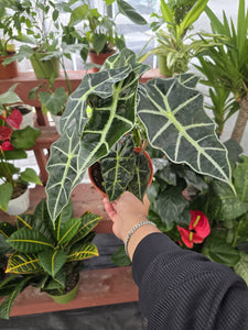 6 inch pot Alocasia Amazonica Polly- House Plant - in USA - Get similar to picture