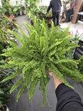 6 inch pot- XL Fern Nephrolepis obliterata (Kimberly Queen Fern) in Hanging pot easy care, very bushy plant - Get similar to the picture