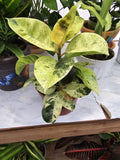 6 inch Pot - Ficus Moonshine Shivereana Live Big Plant - Get similar to the picture