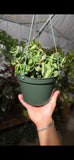 6 inch pot - Hoya Compacta aka Hoya Hindu Rope in Hanging Pot Live Hoya Plant Air-Purifying Plant Hoya Compacta - Get similar as picture