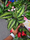 6 inch Pot - Calathea Beauty Star Air Purifier Beautiful green plant - get similar to picture