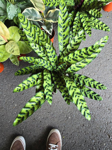 6 inch Pot - XL Big Live plant Sword Live  Calathea Lancifolia,Rattlesnake, Prayer Plant, Rattle snake -  Get similar as picture!