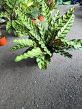 6 inch Pot - XL Big Live plant Sword Live  Calathea Lancifolia,Rattlesnake, Prayer Plant, Rattle snake -  Get similar as picture!