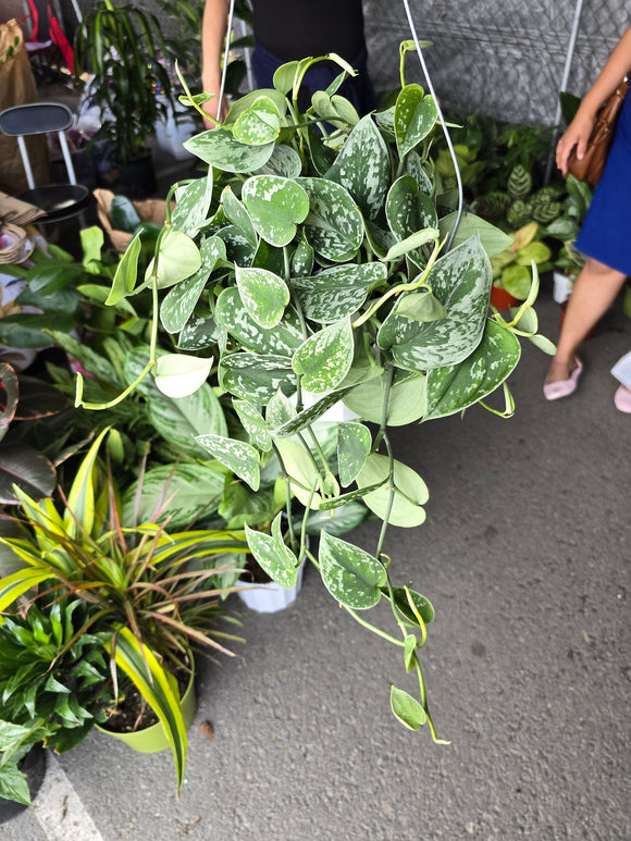 6 inch Pot - Silver Splash Pothos - Live Scindapsus Pictus Exotica, Silver Satin - Hanging Plant - Air Purifier - Get one like the picture