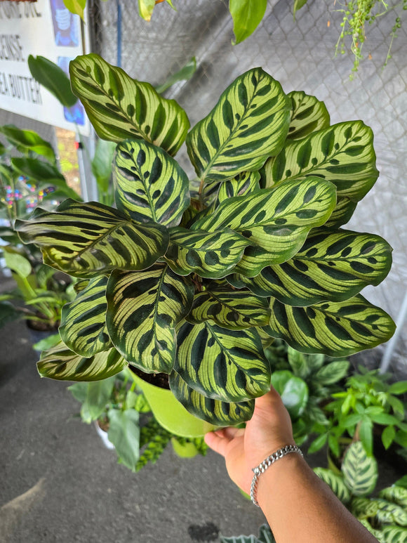 6 inch Pot - XL size Calathea Burle Marxii Prayer Plant 