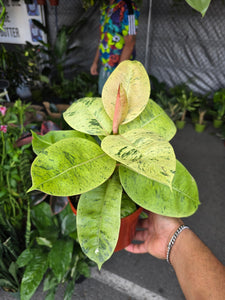 6 inch Pot - Ficus Elastica Shivereana ‘Moonshine’  - House Plants Air Purifier - Get one similar as picture