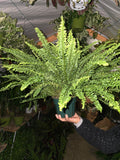 6 inch pot- XL Fern Nephrolepis obliterata (Kimberly Queen Fern) in Hanging pot easy care, very bushy plant - Get similar to the picture