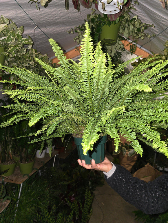 6 inch pot- XL Fern Nephrolepis obliterata (Kimberly Queen Fern) in Hanging pot easy care, very bushy plant - Get similar to the picture