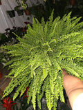 6 inch pot- XL Fern Nephrolepis obliterata (Kimberly Queen Fern) in Hanging pot easy care, very bushy plant - Get similar to the picture