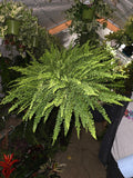 6 inch pot- XL Fern Nephrolepis obliterata (Kimberly Queen Fern) in Hanging pot easy care, very bushy plant - Get similar to the picture