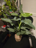 6 inch pot - 20"+ tall XL  Philodendron Silver Sword, also known as Philodendron Hastatum - Beautiful house plant - get one similar