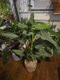 6 inch pot - 20"+ tall XL  Philodendron Silver Sword, also known as Philodendron Hastatum - Beautiful house plant - get one similar