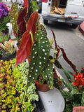 6 inch Pot- Polka Dot Begonia, Begonia Maculata Wightii 1-1.5 ft. Tall indoor plant Easy care- Get similar to picture