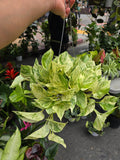 6 inch Pot - Live snow Queen Pothos, Variegated Plant, Office Gift, Gardener Gift, Plant Lover Gift, Live Decoration - Get similar as picture