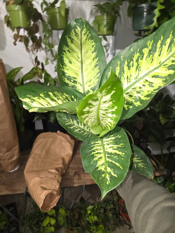 6 inch Pot- Big 2 ft. tall Dieffenbachia Dumb Cane Indoor Plant easy care air Purifier- Get similar to picture!