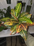 6 inch Pot - Aglaonema Pink Easy care outdoor and indoor bright light, Get similar to the picture