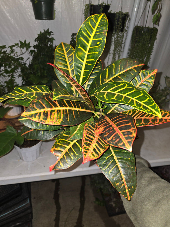 6 inch Pot - Aglaonema Pink Easy care outdoor and indoor bright light, Get similar to the picture