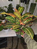 6 inch Pot - Aglaonema Pink Easy care outdoor and indoor bright light, Get similar to the picture