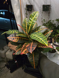 6 inch Pot - Aglaonema Pink Easy care outdoor and indoor bright light, Get similar to the picture