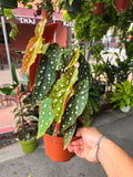 6 inch Pot- Polka Dot Begonia, Begonia Maculata Wightii 1-1.5 ft. Tall indoor plant Easy care- Get similar to picture