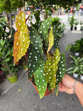 6 inch Pot- Polka Dot Begonia, Begonia Maculata Wightii 1-1.5 ft. Tall indoor plant Easy care- Get similar to picture