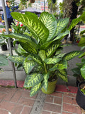 10 Inch Pot- Giant XL 3.5-4 ft. tall Dieffenbachia Dumb Cane Indoor Plant Air Purifier Beautiful decor - Get similar to the picfure