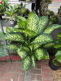 10 Inch Pot- Giant XL 3.5-4 ft. tall Dieffenbachia Dumb Cane Indoor Plant Air Purifier Beautiful decor - Get similar to the picfure