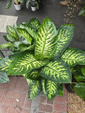 10 Inch Pot- Giant XL 3.5-4 ft. tall Dieffenbachia Dumb Cane Indoor Plant Air Purifier Beautiful decor - Get similar to the picfure