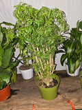 6 inch Pot - Dwarf Ming Aralia Tree, Mini Bonsai, 6-Inch Pot, Live Houseplant Perfect for Home & Garden- Get similar to picture