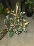 8" Pot - XL size Ficus elastica "Tineke" Variegated Rubber Tree - Get one similar to picture