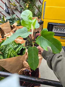 4 inch Pot- Philodendron squamiferum – Red Bristle Philodendron - Rare - Get similar to the picture