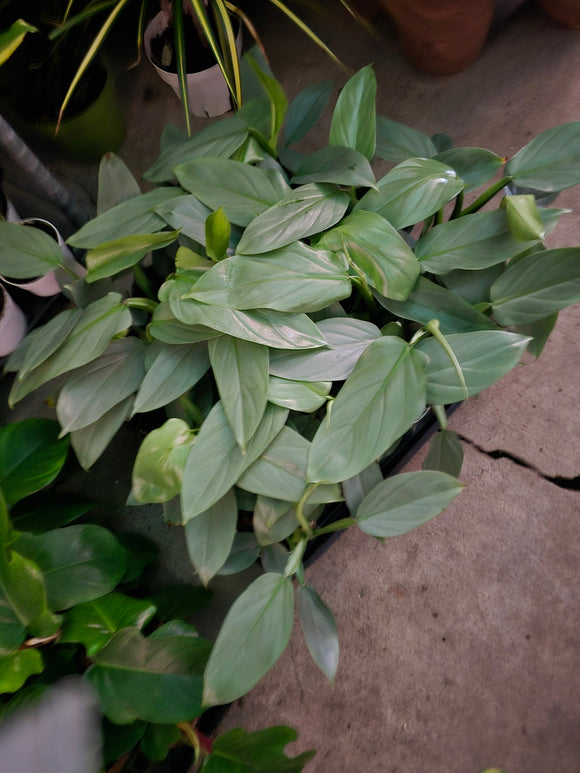 4 inch Pot - Philodendron Silver Sword (Philodendron Hastatum)- Get similar to the picture