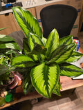 6 inch Pot - Calathea Beauty Star Air Purifier Beautiful green plant - get similar to picture