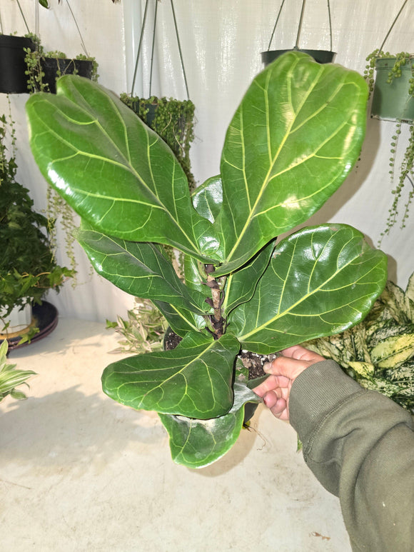 6 inch Pot - Fiddle Leaf Fig Ficus Lyrata Live Houseplant - Get similar to the picture!