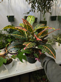 6 inch Pot - Aglaonema Pink Easy care outdoor and indoor bright light, Get similar to the picture