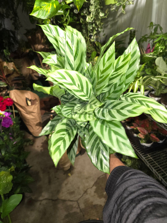 6 inch pot - Calathea Concinna 'Freddie Beautiful light green indoor plant easy care air Purifier  - Get similar to the picture!