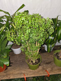 6 inch Pot - Dwarf Ming Aralia Tree, Mini Bonsai, 6-Inch Pot, Live Houseplant Perfect for Home & Garden- Get similar to picture