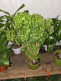 6 inch Pot - Dwarf Ming Aralia Tree, Mini Bonsai, 6-Inch Pot, Live Houseplant Perfect for Home & Garden- Get similar to picture