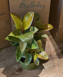 6 inch Pot - Ficus Moonshine Shivereana Live Big Plant - Get similar to the picture